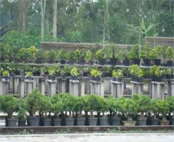 Bonsai growing rows