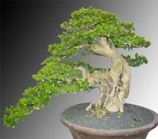 Premna