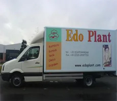 Edo Plant